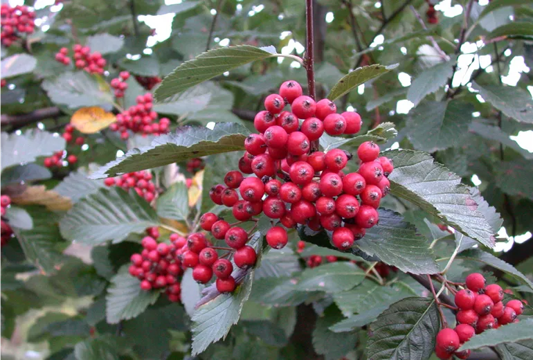 Sorbus aria