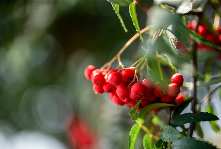 Sorbus aucuparia