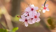 Schwarzdorn 'Purpurea'