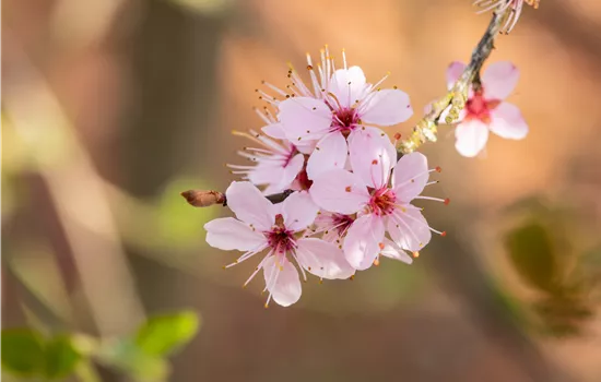 Prunus spinosa 'Purpurea' 