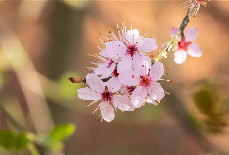 Prunus spinosa 'Purpurea'