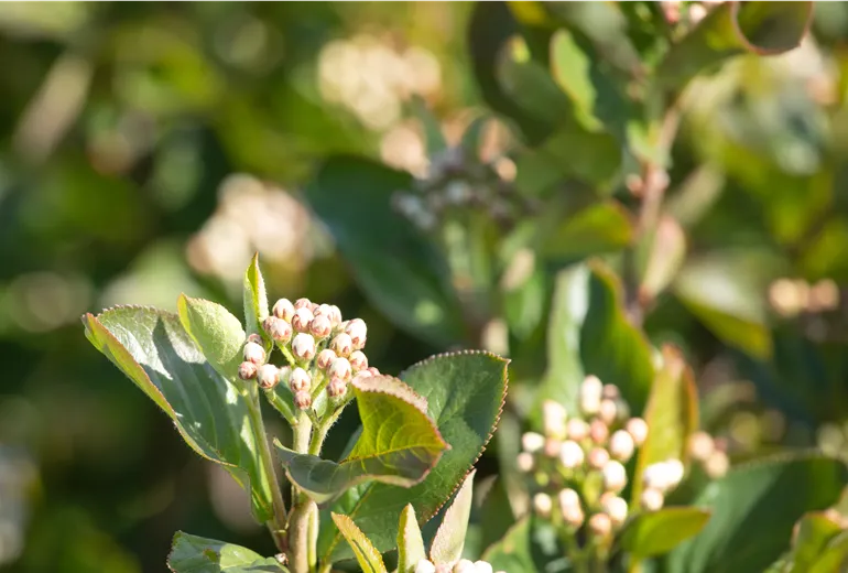 Aronia melanocarpa 'Aron'