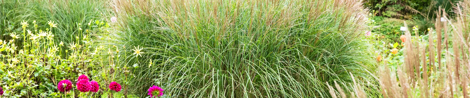 Miscanthus sinensis Miscanthus sinensis