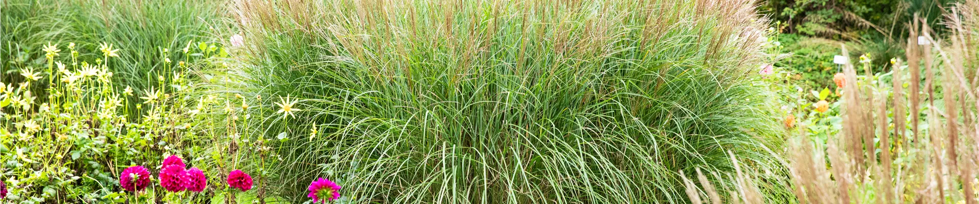 Miscanthus sinensis