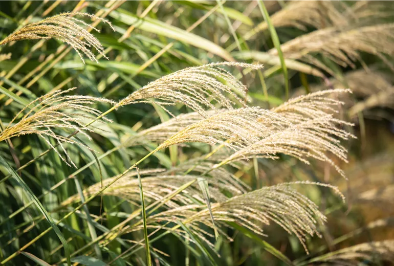 Miscanthus sinensis Miscanthus sinensis