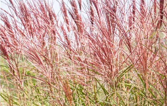Miscanthus sinensis 'Brazil' Miscanthus sinensis 'Brazil'