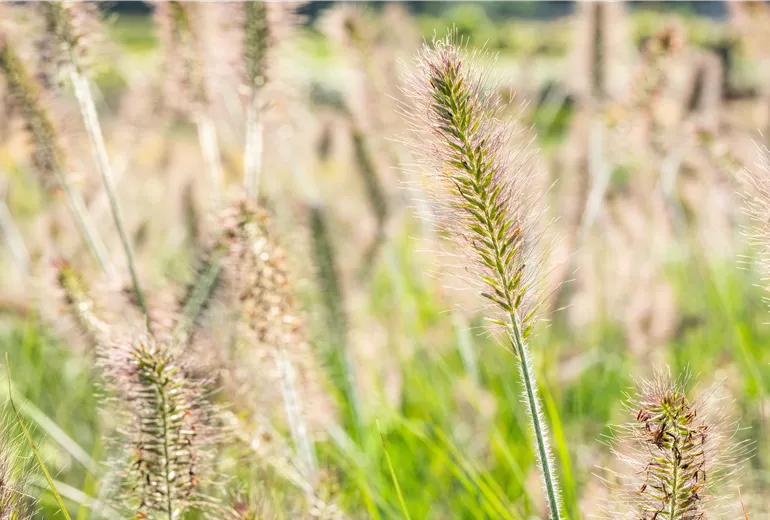 Pennisetum alopecuroides 'Hameln' Pennisetum alopecuroides 'Hameln'