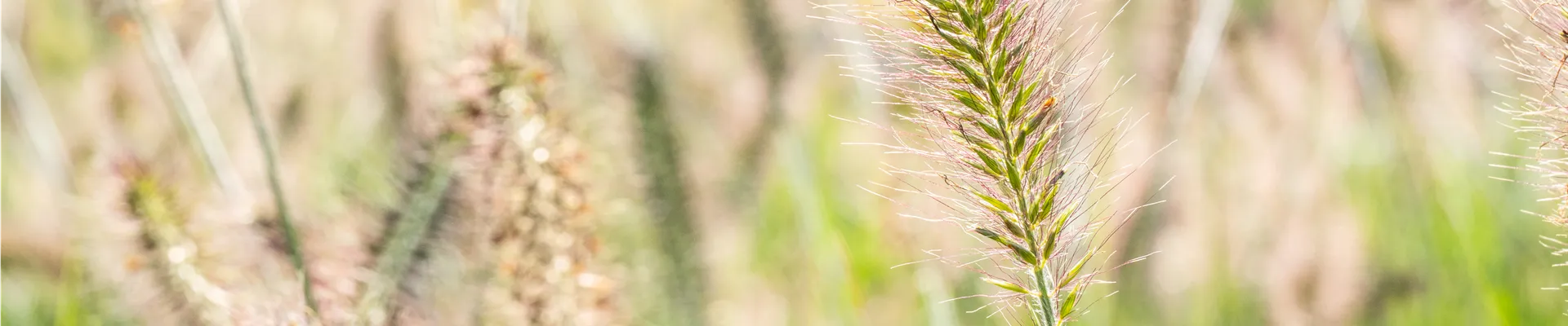 Pennisetum alopecuroides 'Hameln'