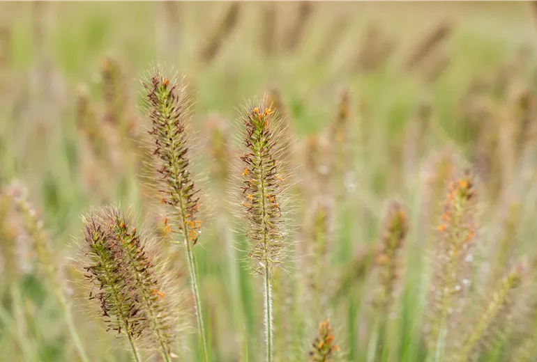 Pennisetum alopecuroides 'Hameln' Pennisetum alopecuroides 'Hameln'