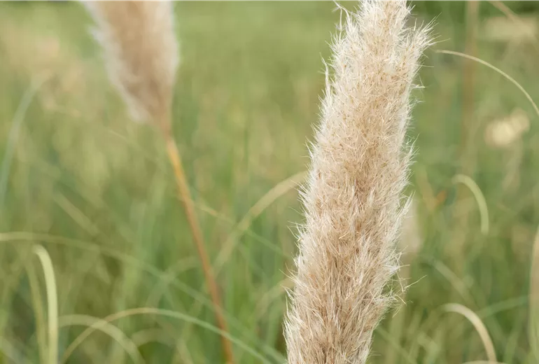 Cortaderia selloana 'Pumila' Cortaderia selloana 'Pumila'