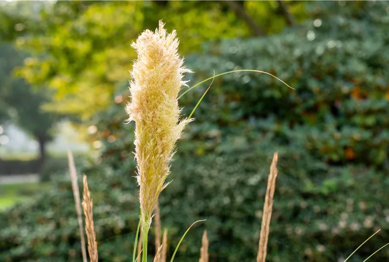 Cortaderia selloana 'Pumila' Cortaderia selloana 'Pumila'