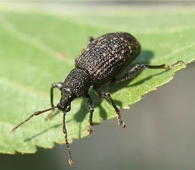 Les nématodes dans la lutte contre les otiorhynques affamés Les nématodes dans la lutte contre les otiorhynques affamés