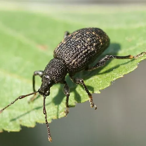 Les nématodes dans la lutte contre les otiorhynques affamés Les nématodes dans la lutte contre les otiorhynques affamés