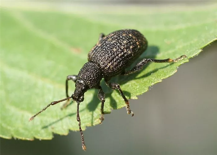 Les nématodes dans la lutte contre les otiorhynques affamés Les nématodes dans la lutte contre les otiorhynques affamés