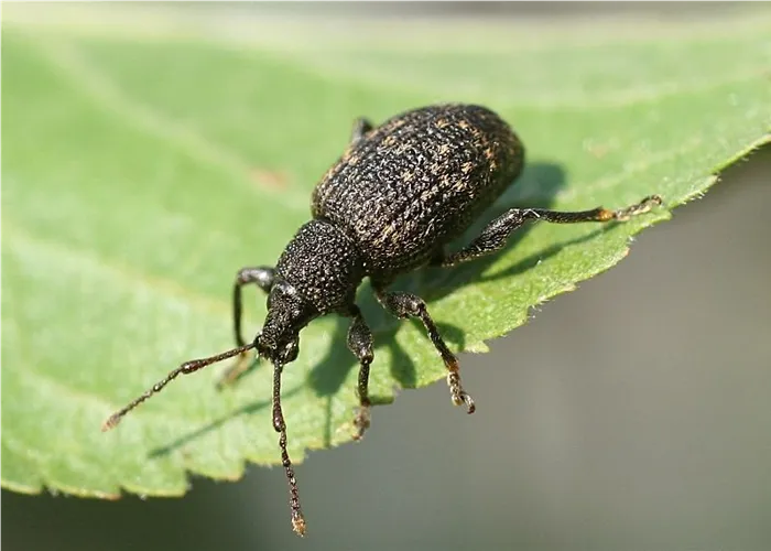 Les nématodes dans la lutte contre les otiorhynques affamés 