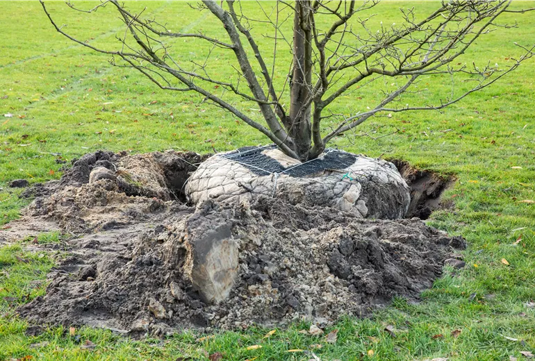 Wurzelballen - Baum einpflanzen Wurzelballen - Baum einpflanzen
