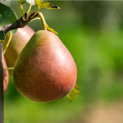 Fruitiers en colonne – la culture fruitière pour chaque jardin et balcon