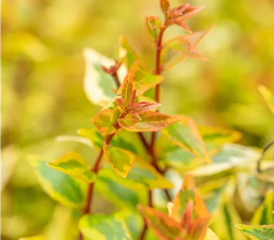 Abelia kaleidoscope Abelia kaleidoscope