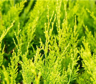 Cupressocyparis leylandii 'Castlewellan Gold' Cupressocyparis leylandii 'Castlewellan Gold'