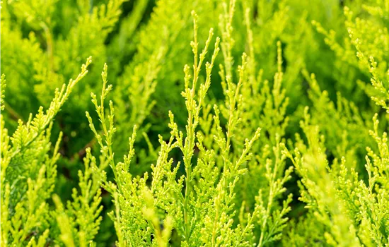 Cupressocyparis leylandii 'Castlewellan Gold' Cupressocyparis leylandii 'Castlewellan Gold'