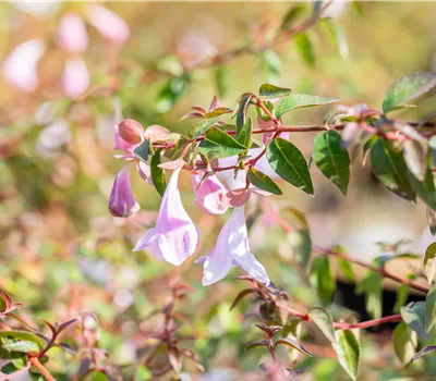 Abelia 'Pinky Bells' Abelia 'Pinky Bells'