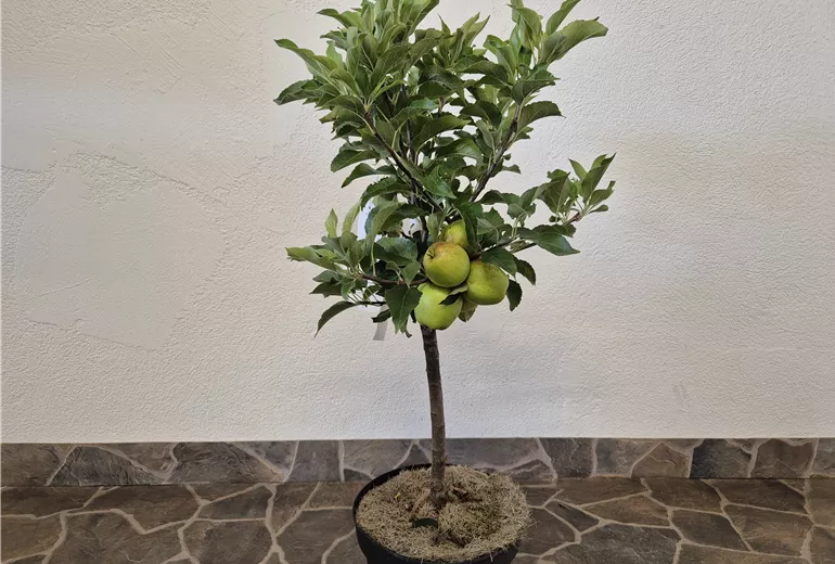 Croquella_Aebi-Kaderli_(2)[1]