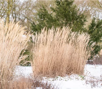 Promouvoir la biodiversité - des plantes vivaces pour abriter les insectes toute l'année Promouvoir la biodiversité - des plantes vivaces pour abriter les insectes toute l'année