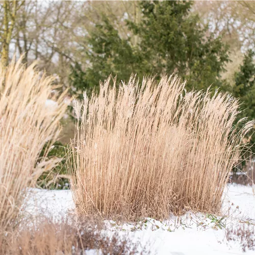 Promouvoir la biodiversité - des plantes vivaces pour abriter les insectes toute l'année  Promouvoir la biodiversité - des plantes vivaces pour abriter les insectes toute l'année