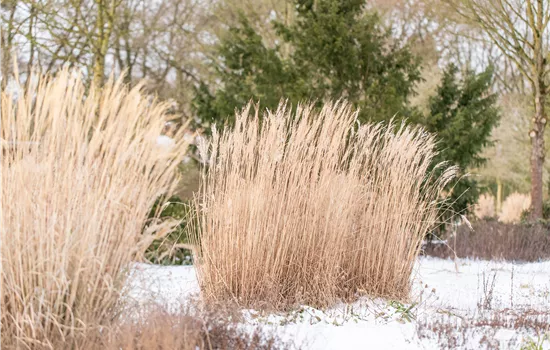 Promouvoir la biodiversité - des plantes vivaces pour abriter les insectes toute l'année Promouvoir la biodiversité - des plantes vivaces pour abriter les insectes toute l'année