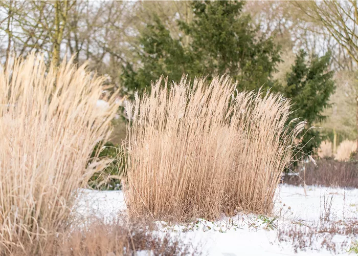 Biodiversität fördern - Stauden als ganzjähriger Unterschlupf für Insekten Biodiversität fördern - Stauden als ganzjähriger Unterschlupf für Insekten