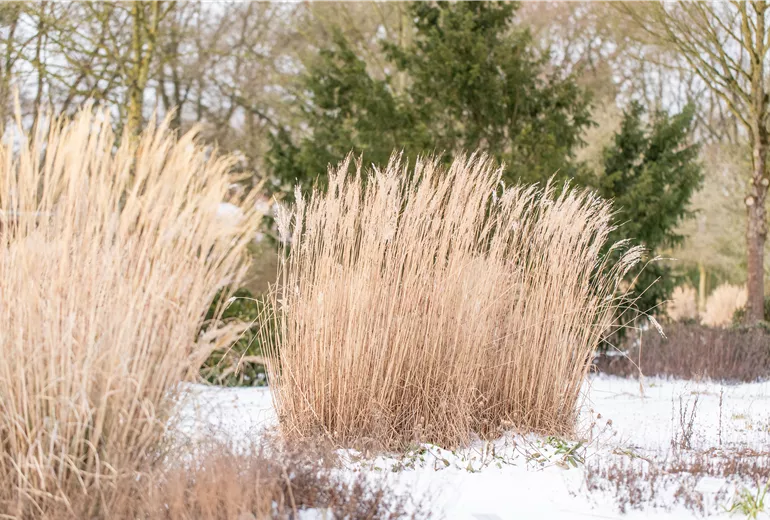 Winter - Gräser im Schnee