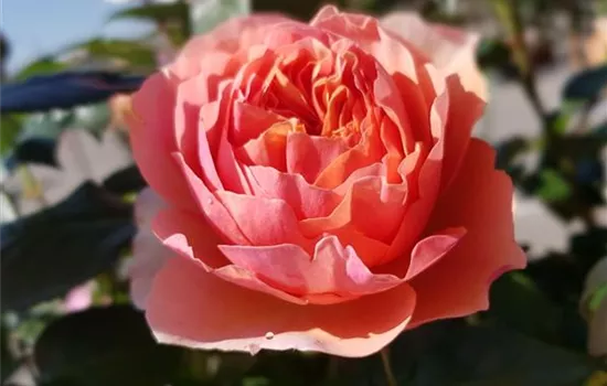 Chippendale ® Chippendale ®