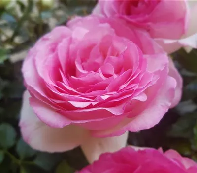 Eden Rose ® Eden Rose ®