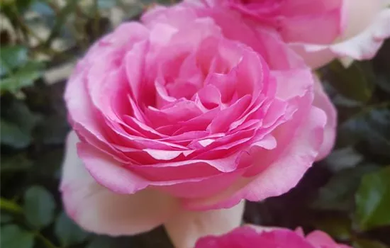 Eden Rose ® Eden Rose ®