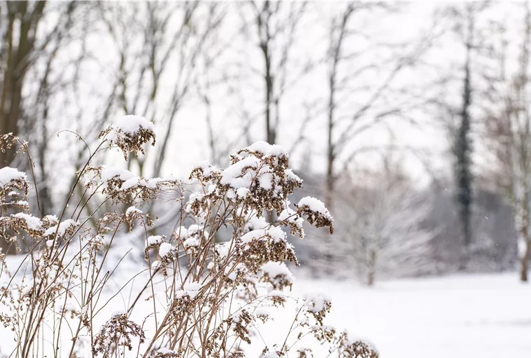 Samenstände im Schnee