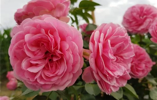 Leonardo da Vinci ® Leonardo da Vinci ®