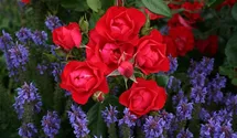 Beetrose 'Black Forest Rose'