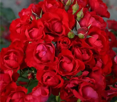 Black Forest Rose ® Black Forest Rose ®