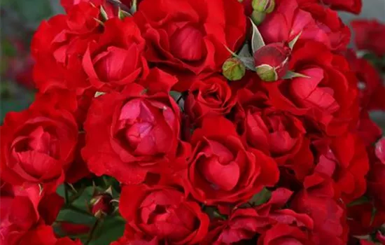 Black Forest Rose ®