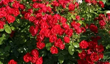 Beetrose 'Black Forest Rose'