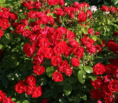 Black Forest Rose Black Forest Rose