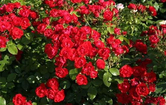 Black Forest Rose ®
