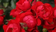 Beetrose 'Black Forest Rose'
