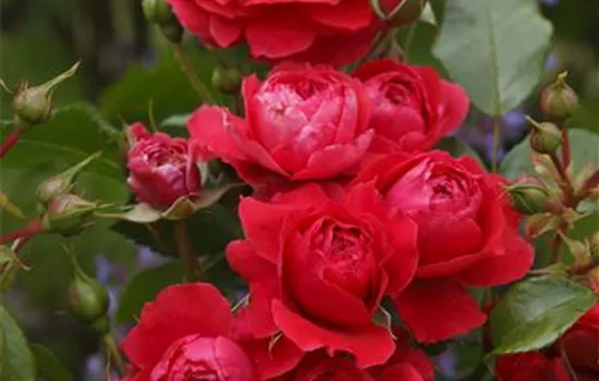 Cherry Girl ® Cherry Girl ®