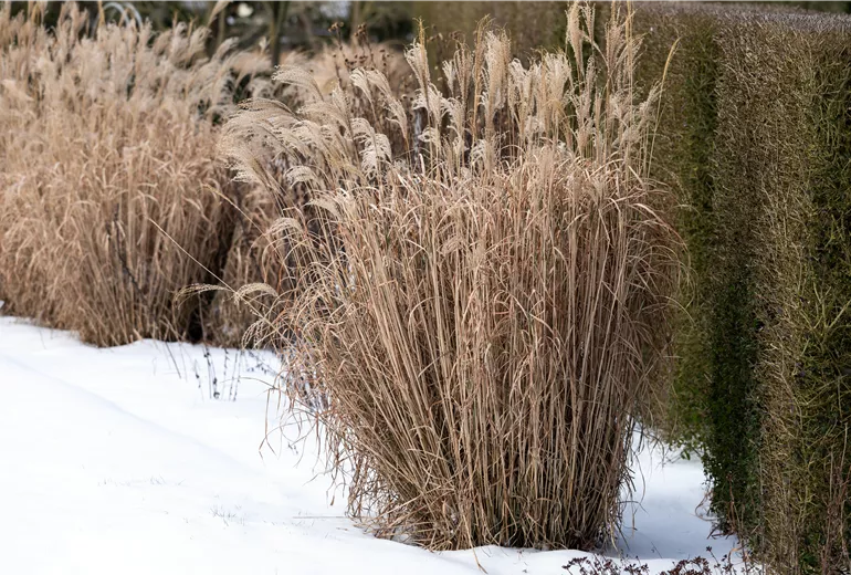 Winter - Gräser im Schnee
