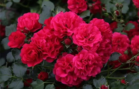 Gärtnerfreude ® Gärtnerfreude ®