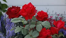 Hochstamm 90cm 'Grande Amore'