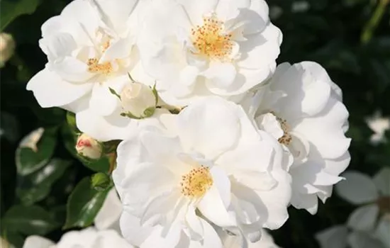 Innocencia ® Innocencia ®