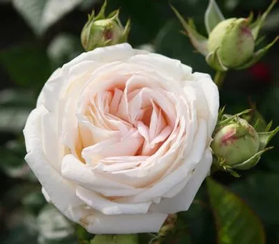Madame Anisette ®