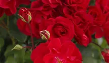 Rosier tige 90cm 'Rotilia'